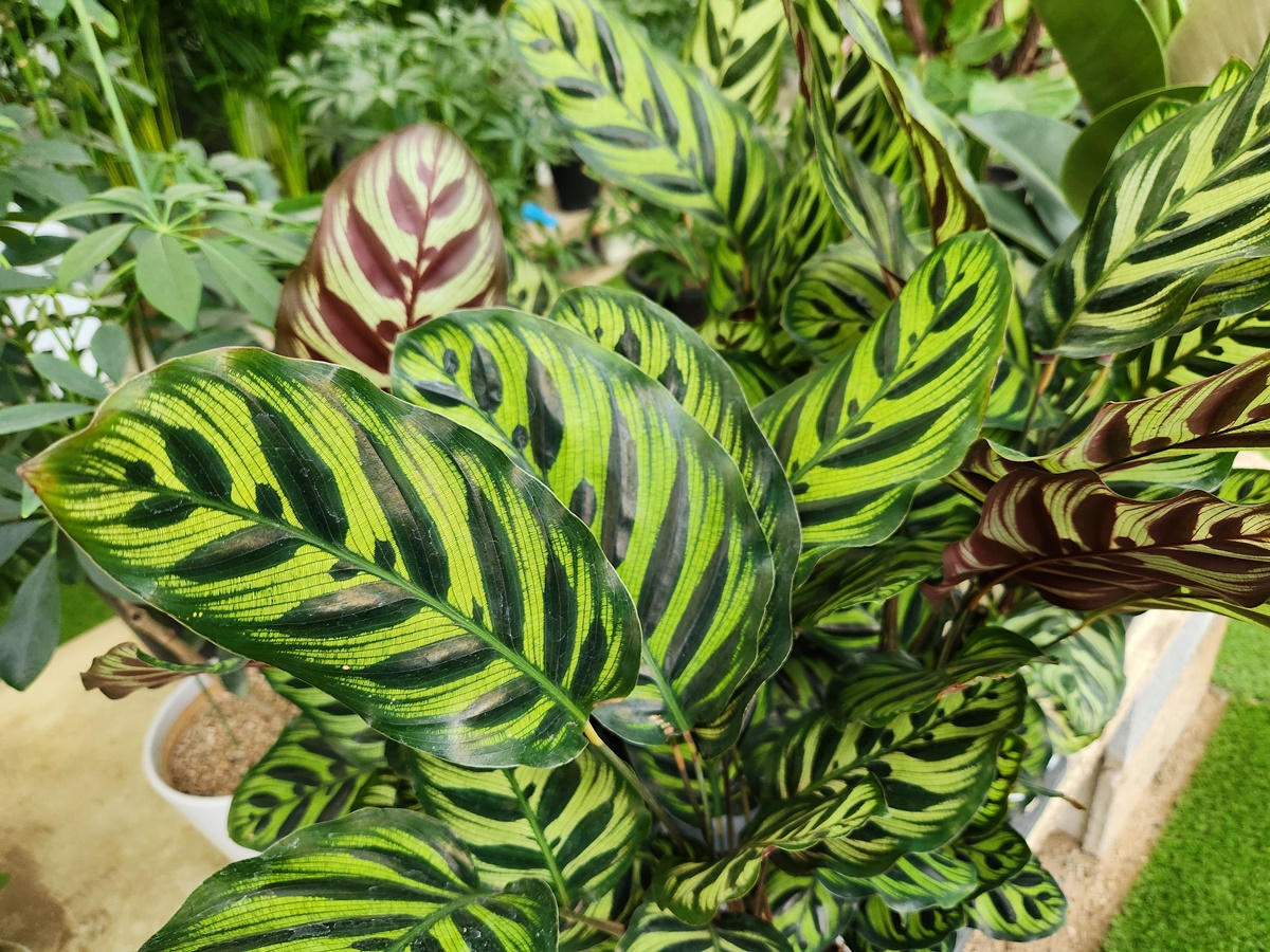 칼라데아_마꼬야나