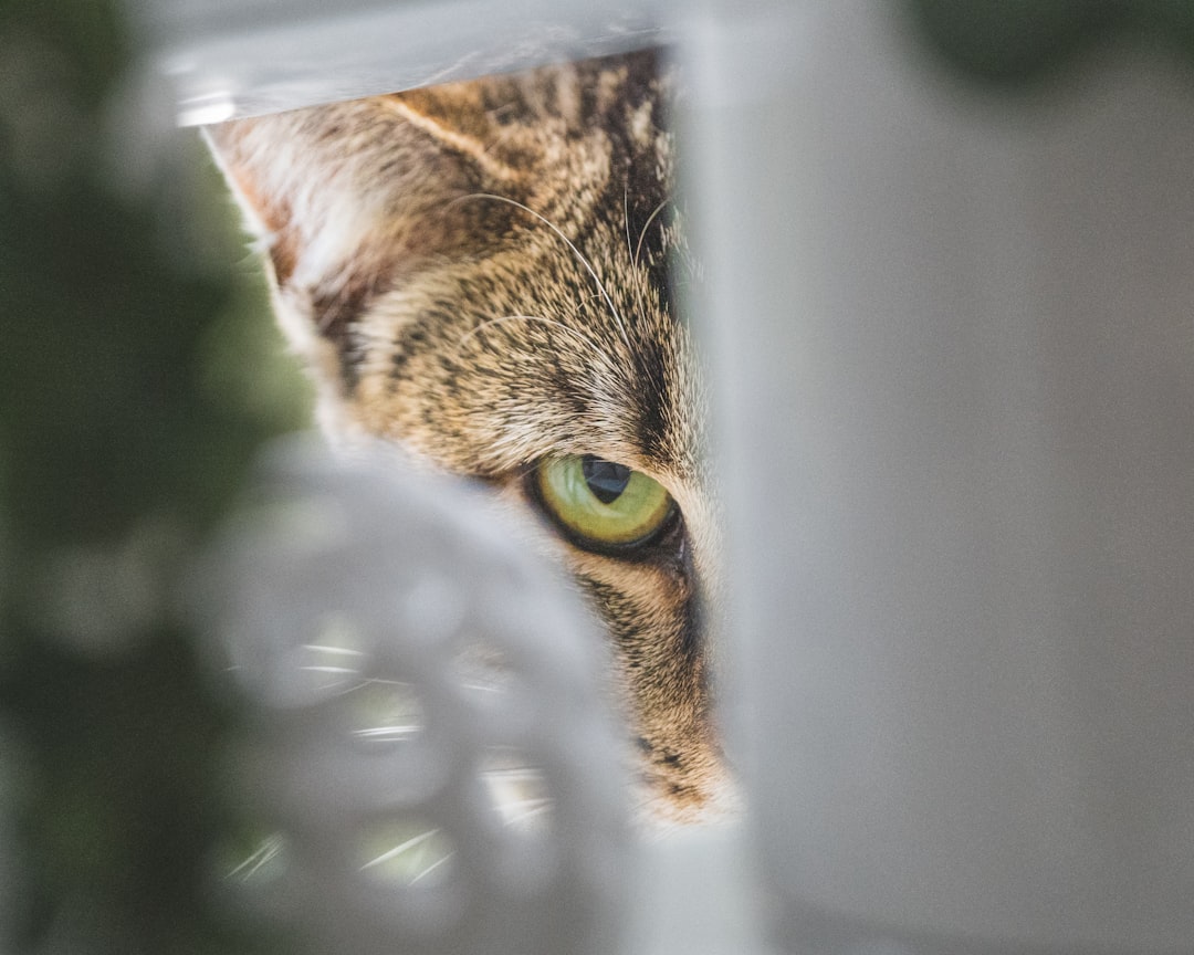 Intruder