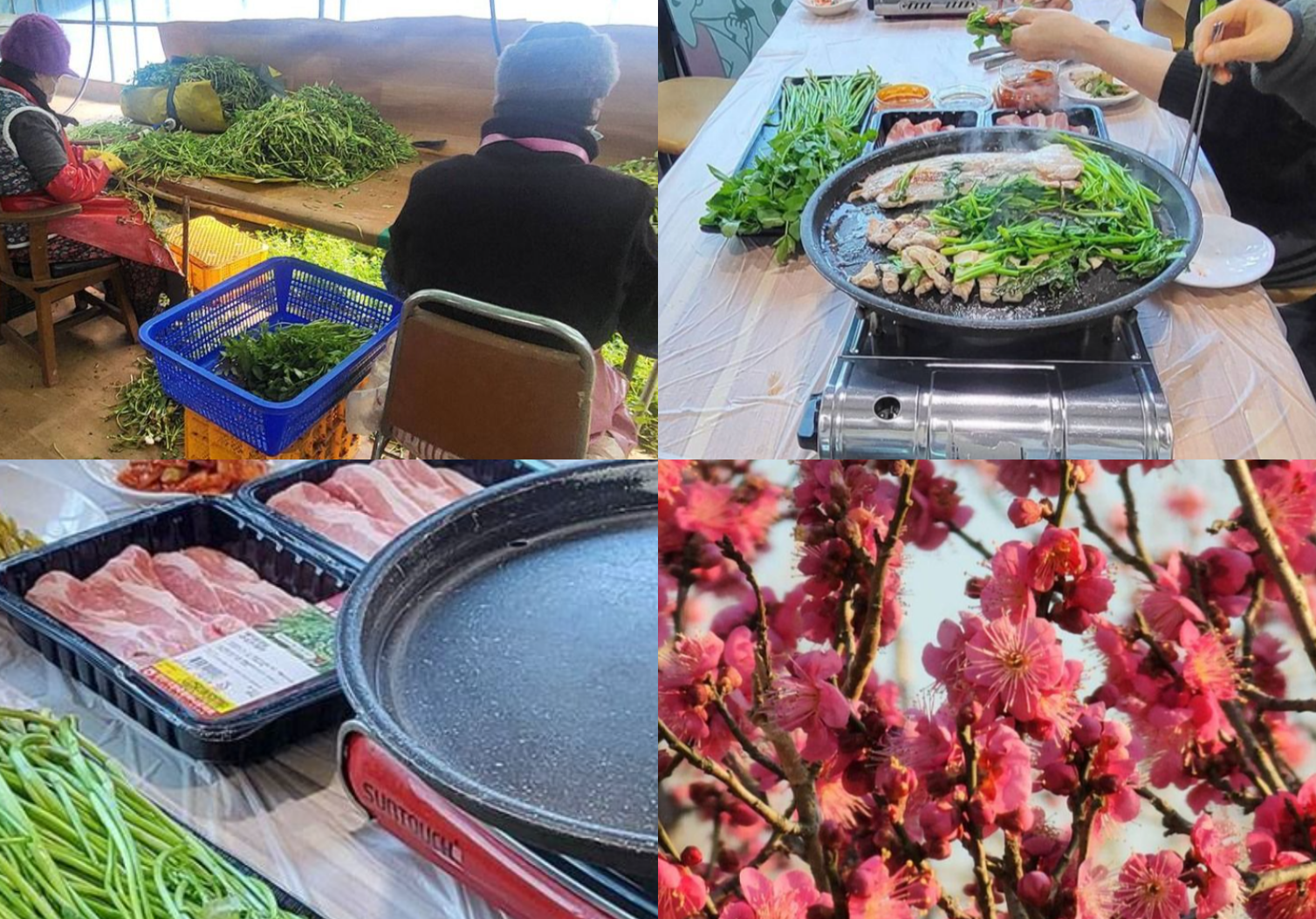 원동 미나리축제