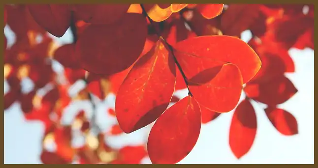 서울 근교 단풍 명소 (지금이 단풍 절정시기)