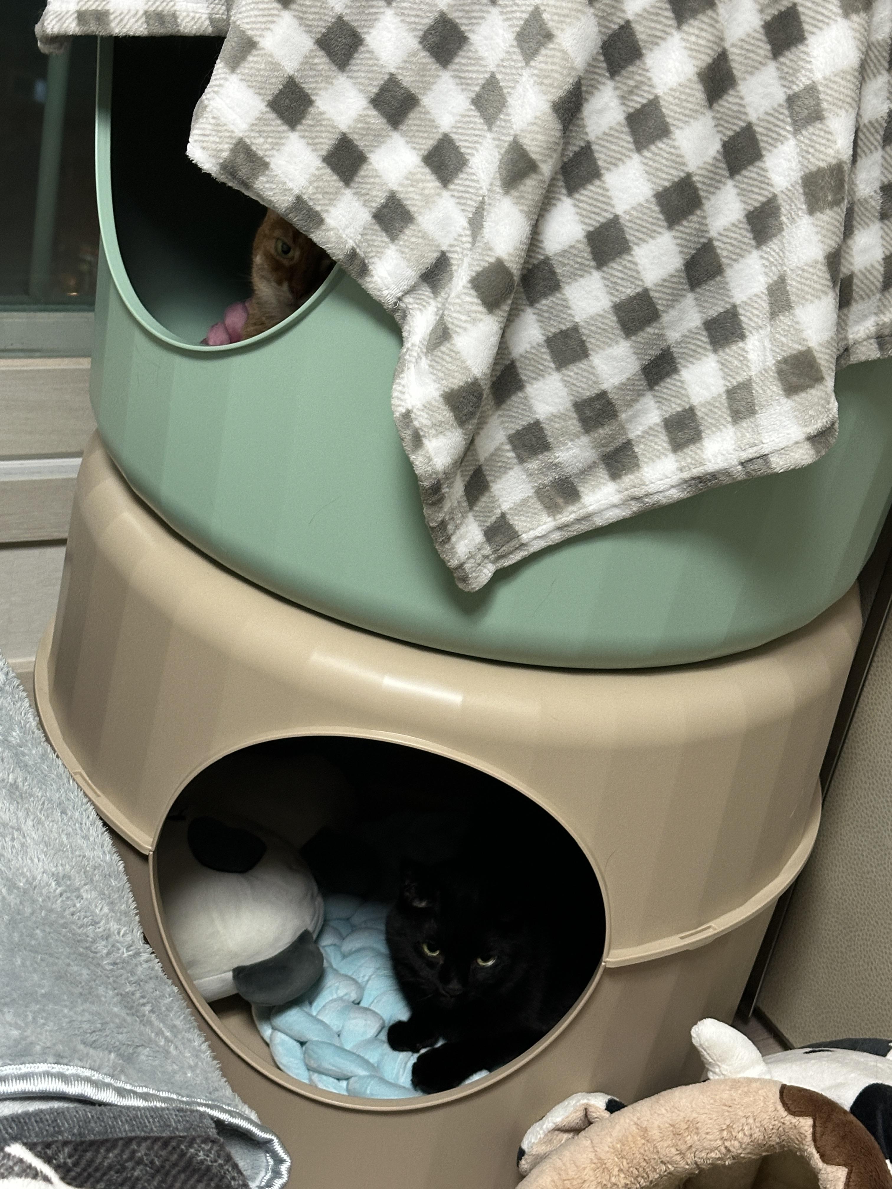 첫번째로_만든_원형방석_위에_루나가_두번째_만든_원형방석에_들어가있는_건이