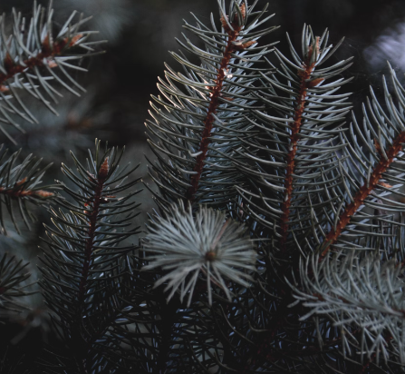 송화가루 효능 : 피로회복