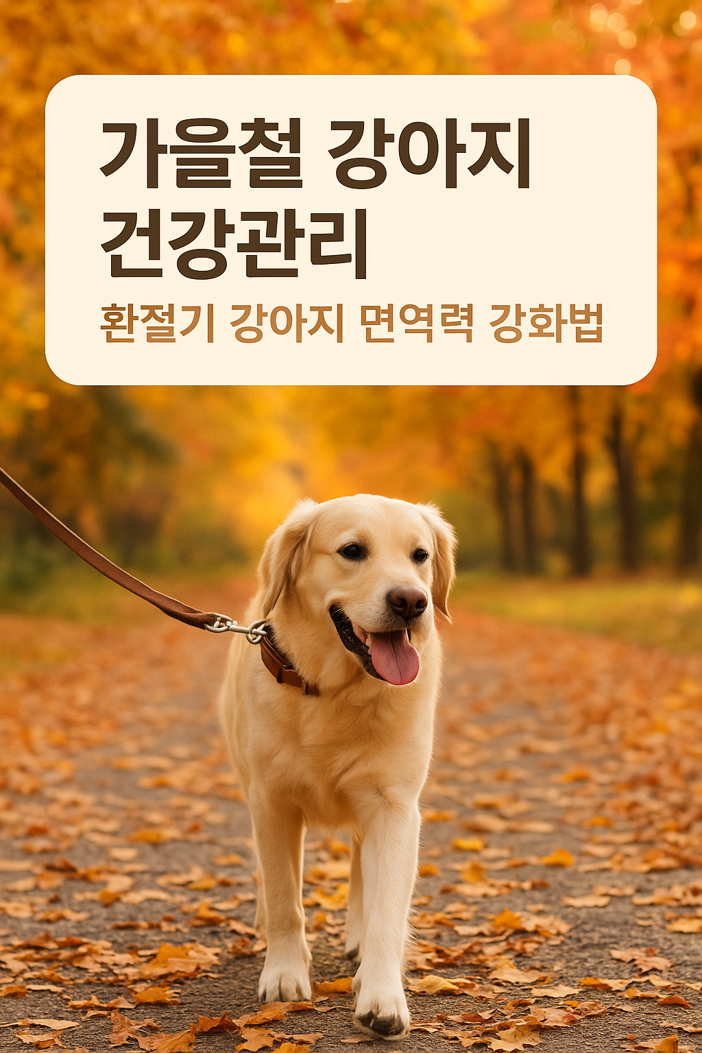 환절기 강아지 면역력 강화법 이미지