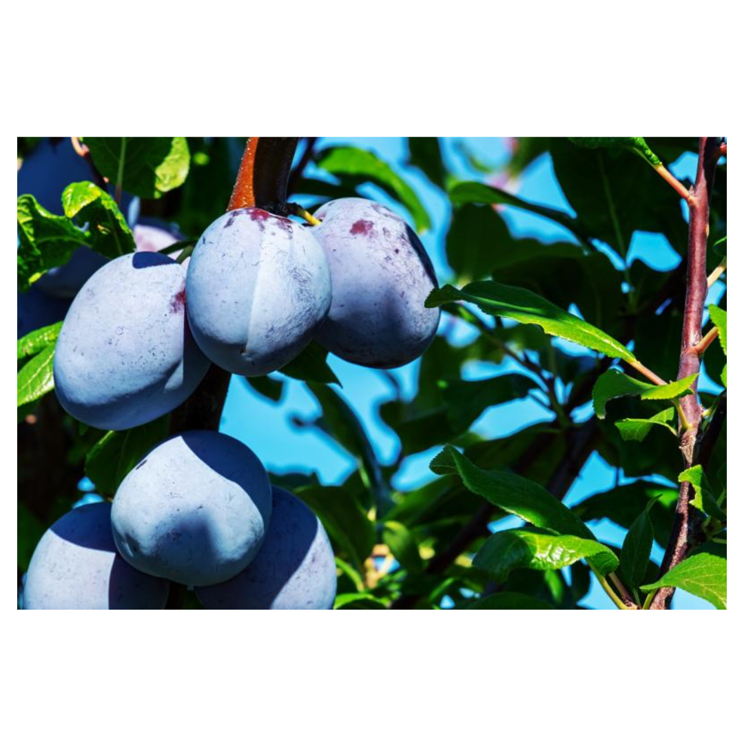 변비에 좋은 음식과 관련된 사진입니다.