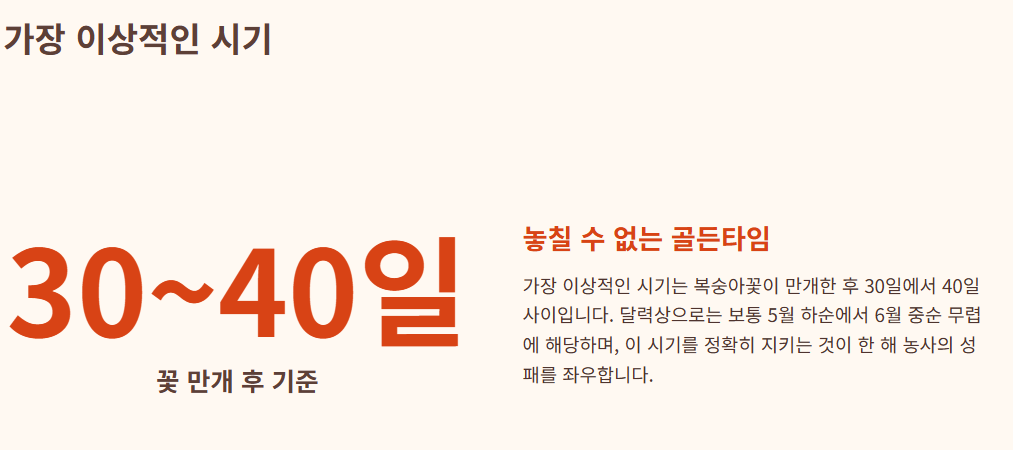 복숭아 봉지 씌우는 시기