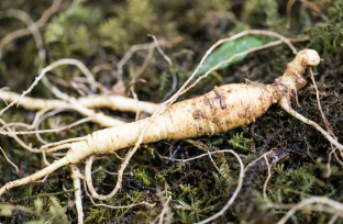 산양삼/출처:어도비스톡