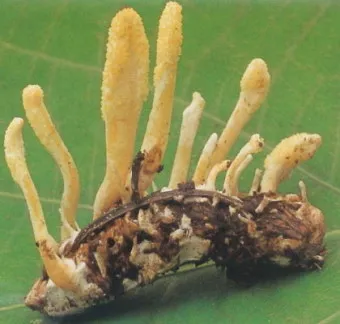 약용식물 동충하초 자연의 신비 건강 효능과 활용_8