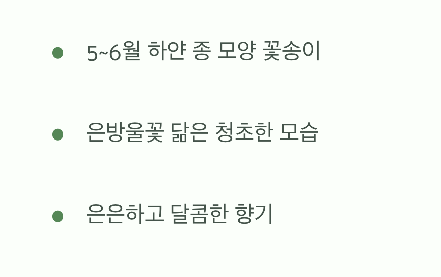 사실은 수줍음 많은 은방울꽃 나무