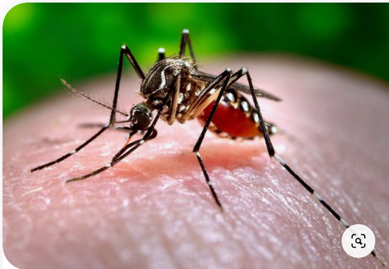 빨간집모기-일본뇌염