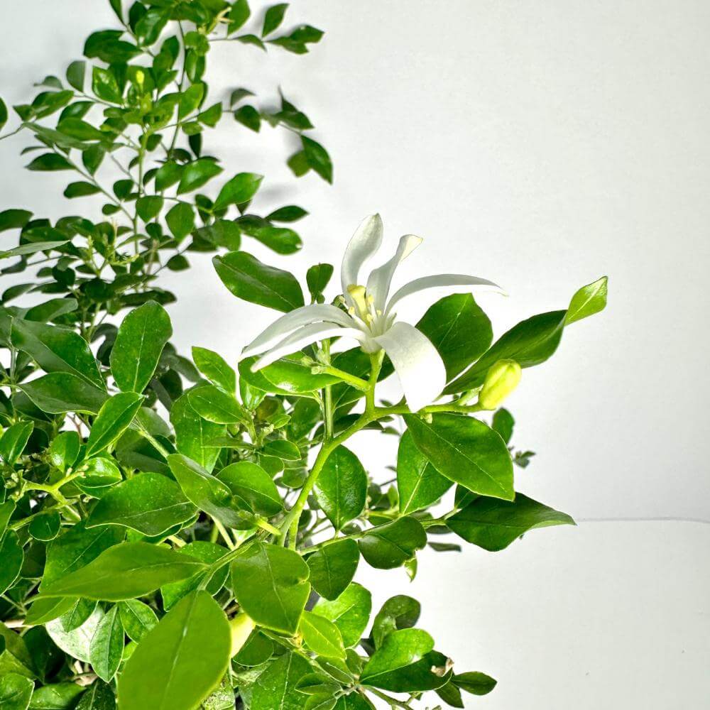 오렌지자스민 키우는법