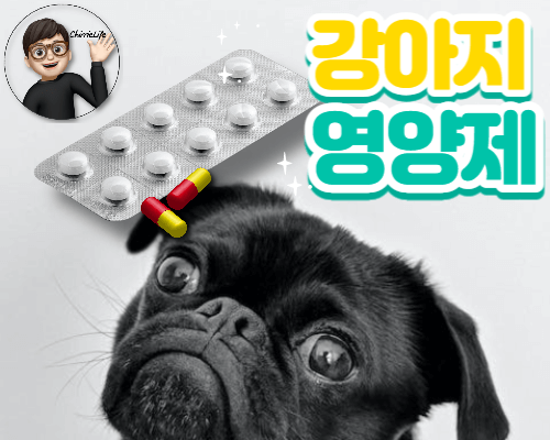 영양제를 바라보는 강아지