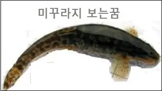 미꾸라지 보는꿈