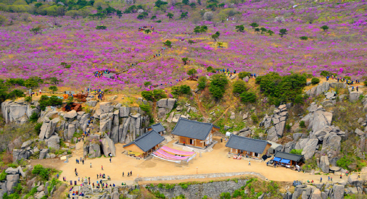 비슬산 참꽃축제