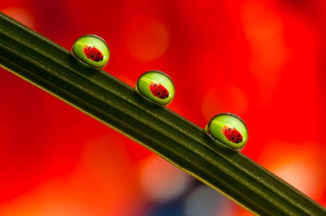 러브버그 퇴치 완벽 가이드