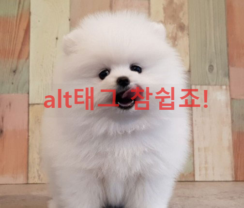 흰색 포메라니안 강아지가 혀를 내밀고있는 모습