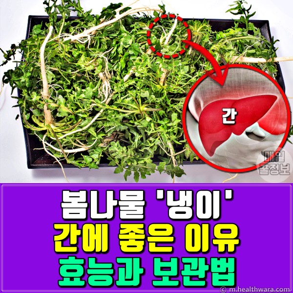 냉이 효능 지방간,간에좋은음식,팁줌