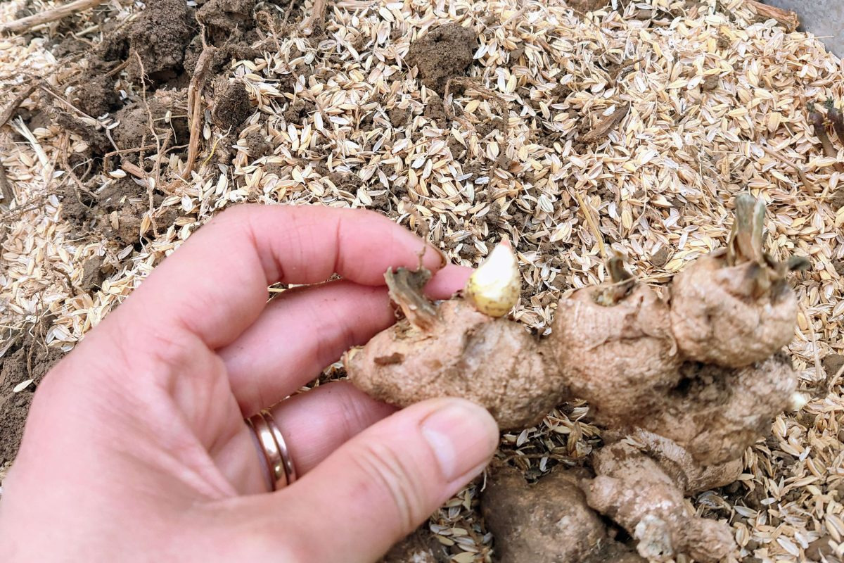 생강 심는 시기와방법