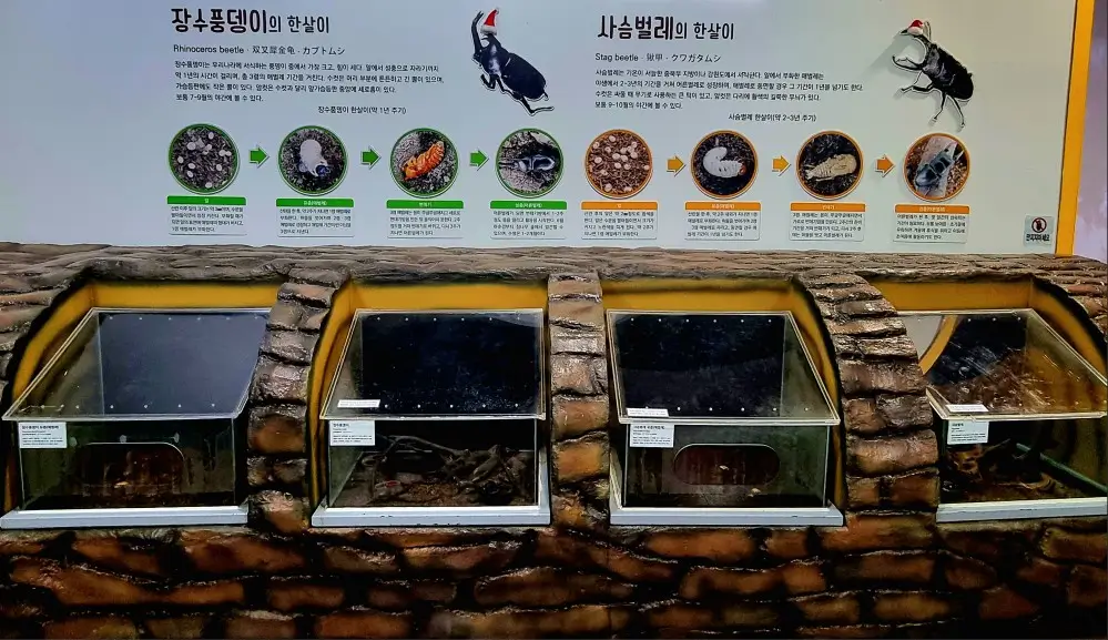 부천자연생태공원3. 부천자연생태박물관: 아이들이 좋아하는 공룡, 곤충, 물고기, 동물이 있는 곳