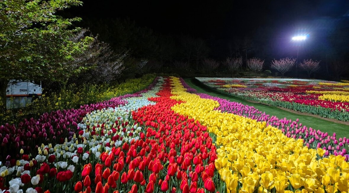 태안 튤립축제 기간