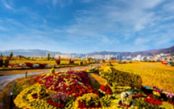 마산 국화 축제 전경