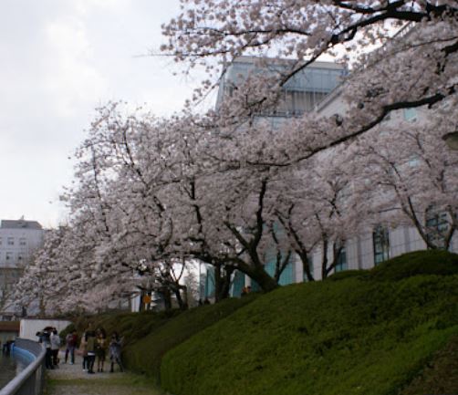 익산 벚꽃 