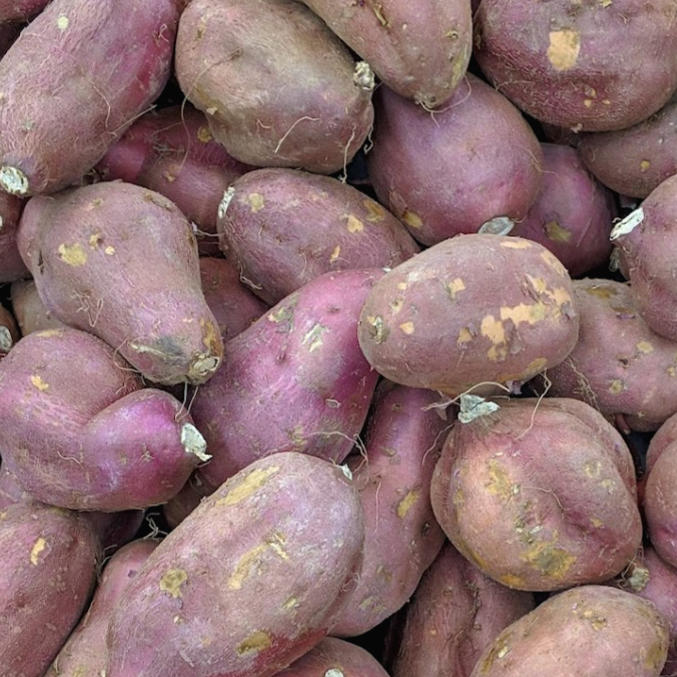 고구마 보관하는법