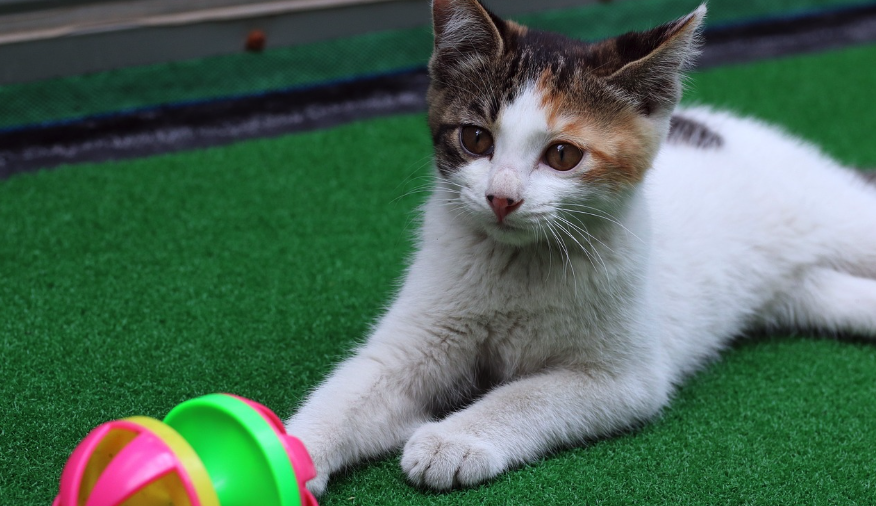 잔디에 누워있는 귀여운 아기고양이