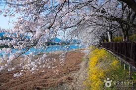 2025년 봄나들이 추천! 전국 가볼 만한 명소 Best 8