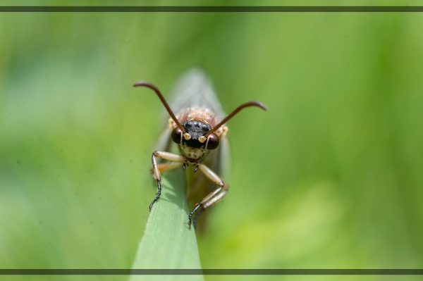 지구가 아파요. 8 발레아리스 개미, 작지만 중요한 개미