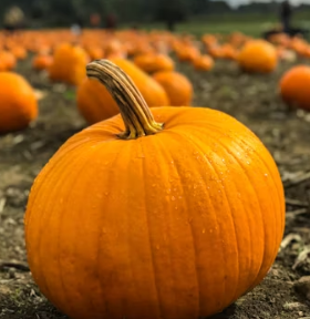 호박 효능과 부작용 고르는법 칼로리