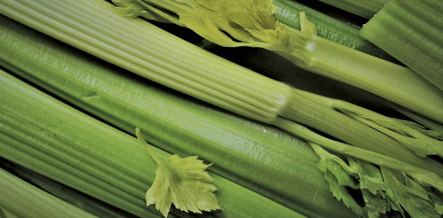 야채 셀러리 사진 - 08