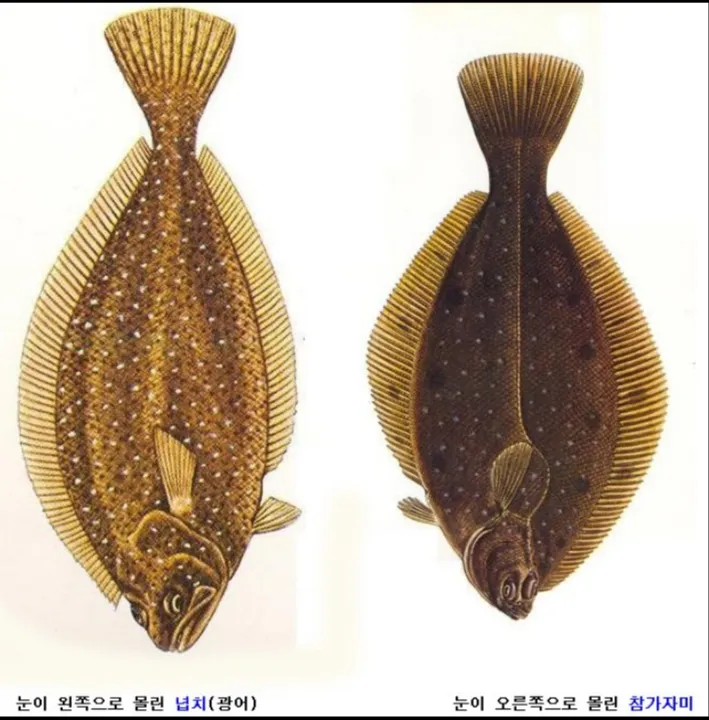 광어