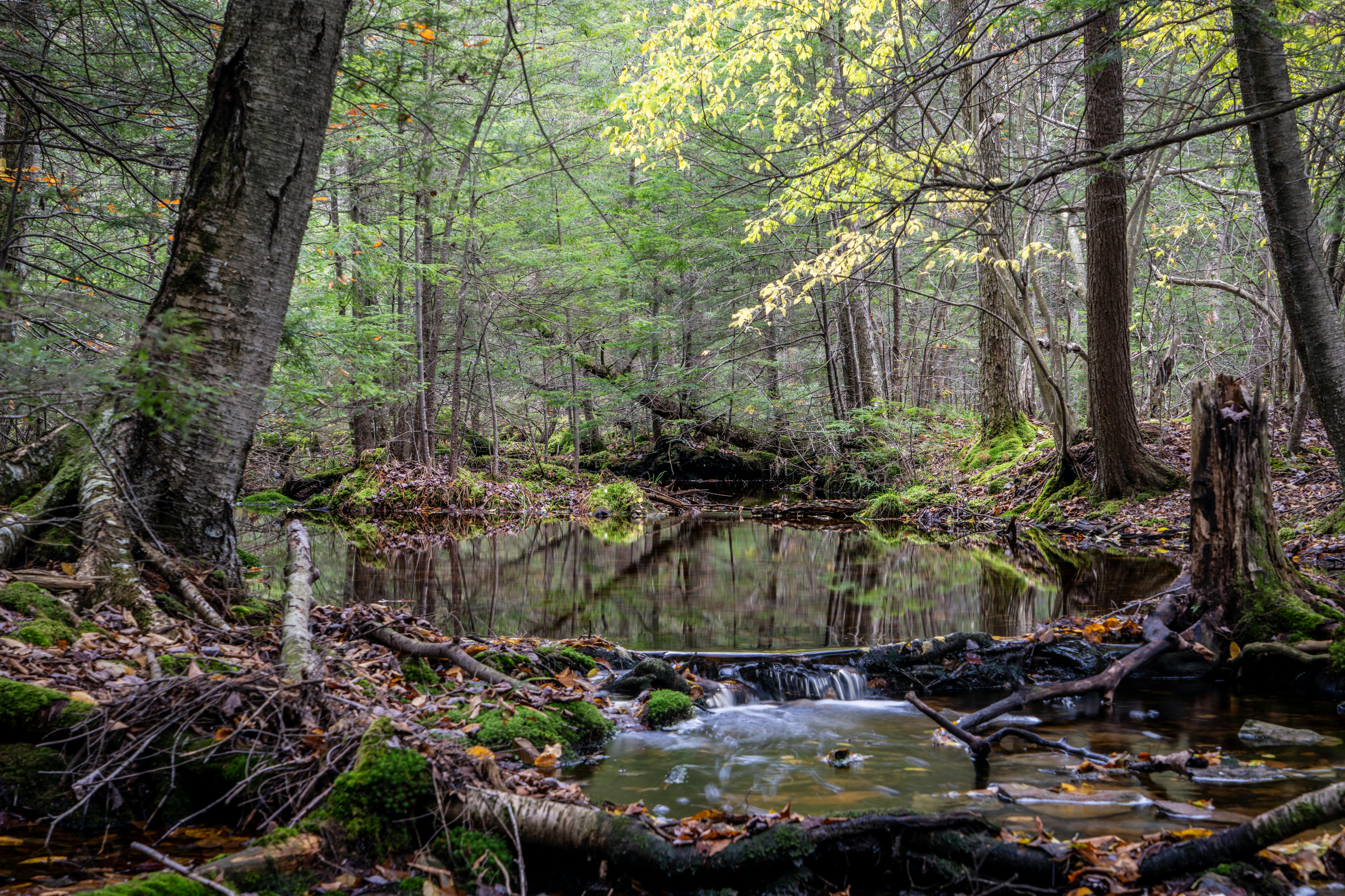 쌍둥이의 흐름을 상징하는 이미지
