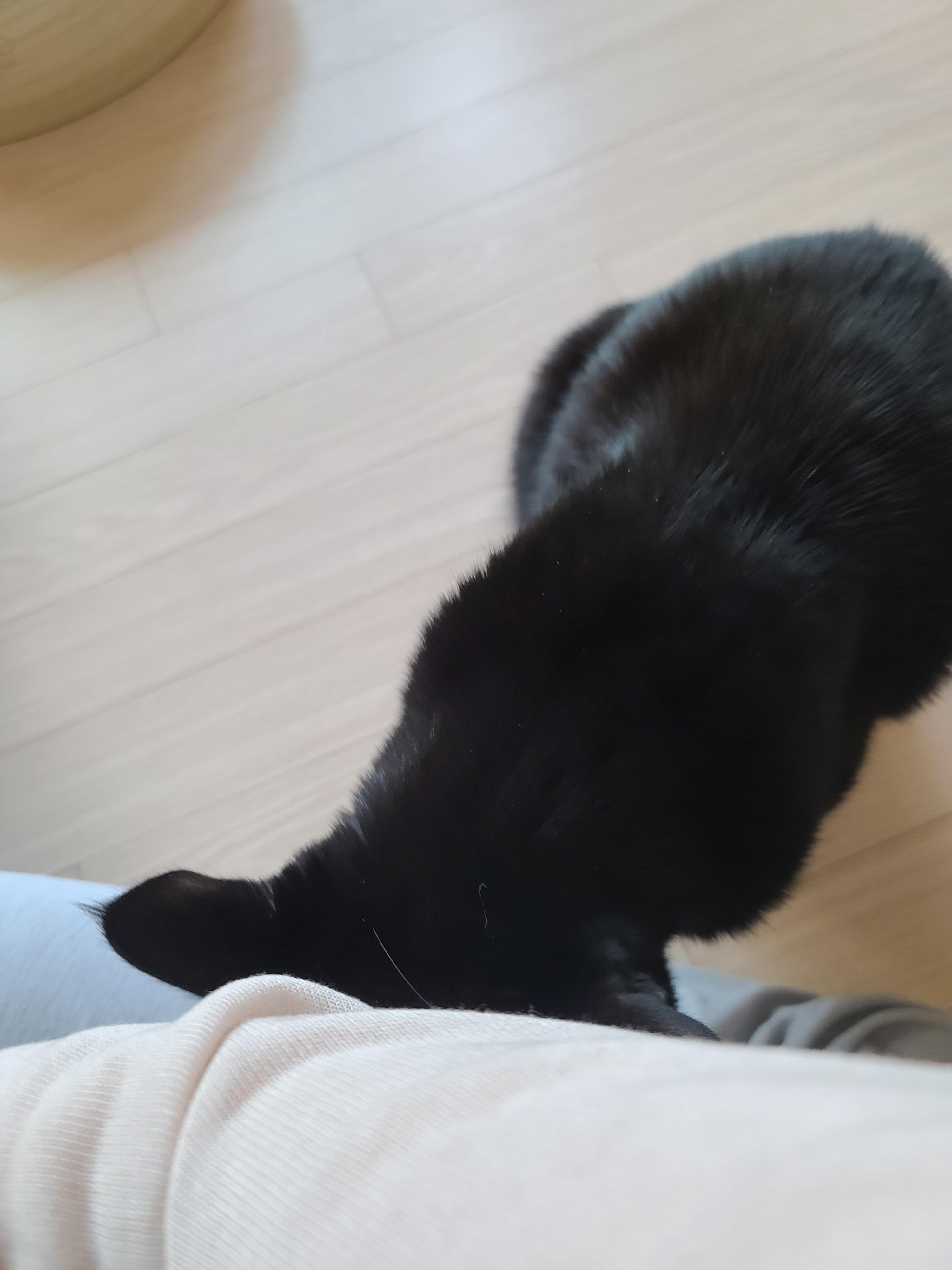 엄마껌딱지 고양이를 무시했더니..