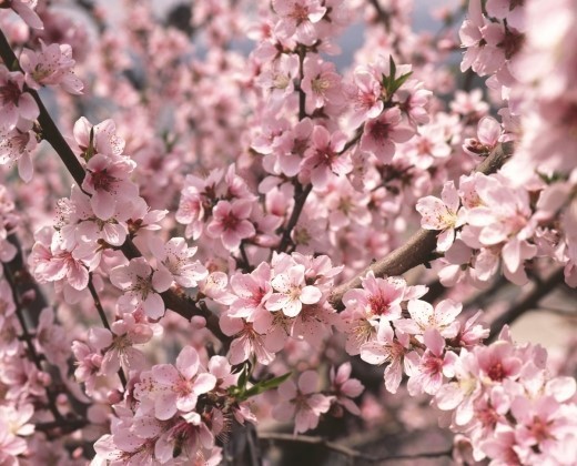 2023년 전국 벚꽃 축제 일정