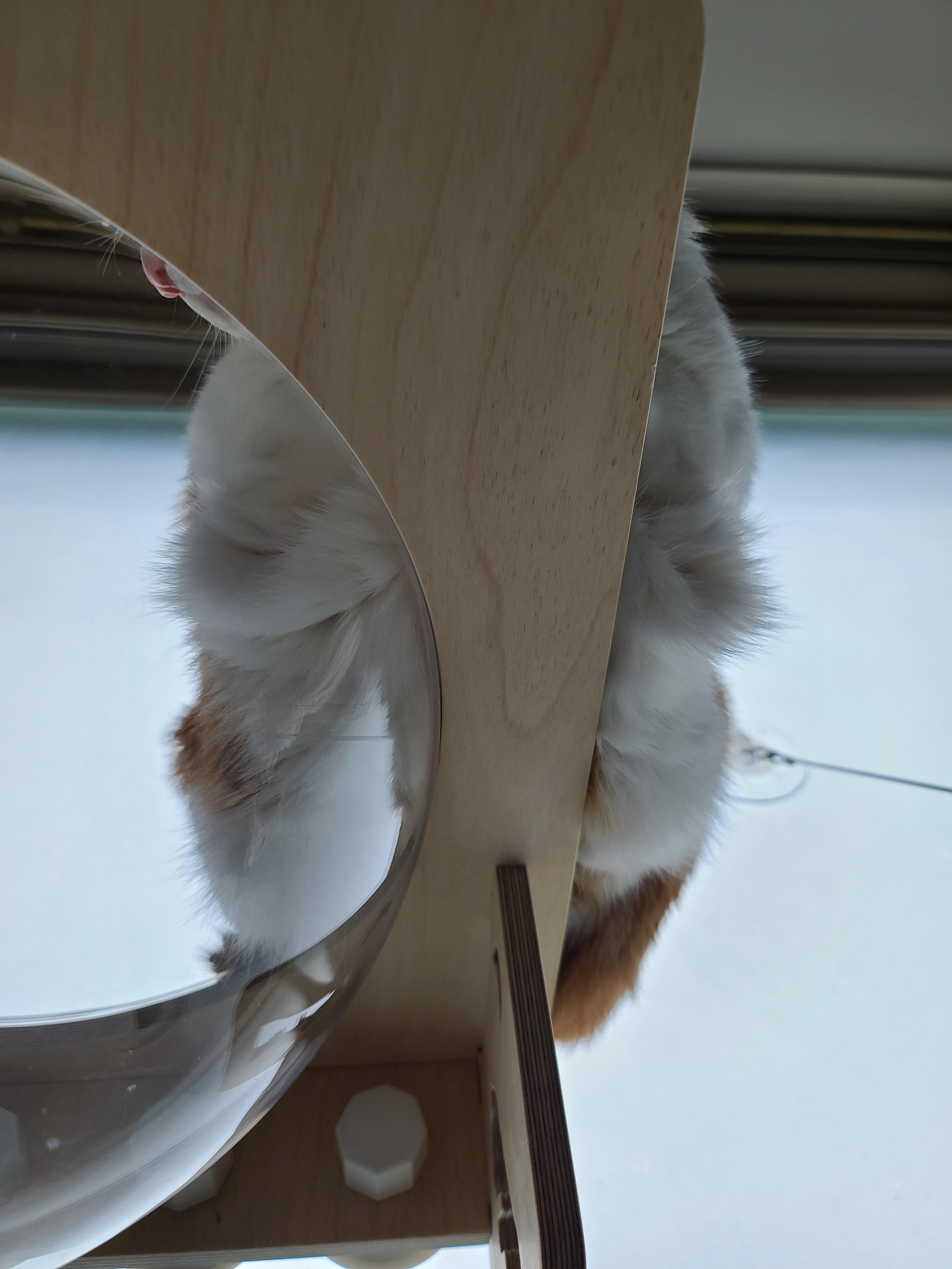 조심성 많고 소심한 막둥이의 캣볼 탐험기!! 결국 막둥이는...