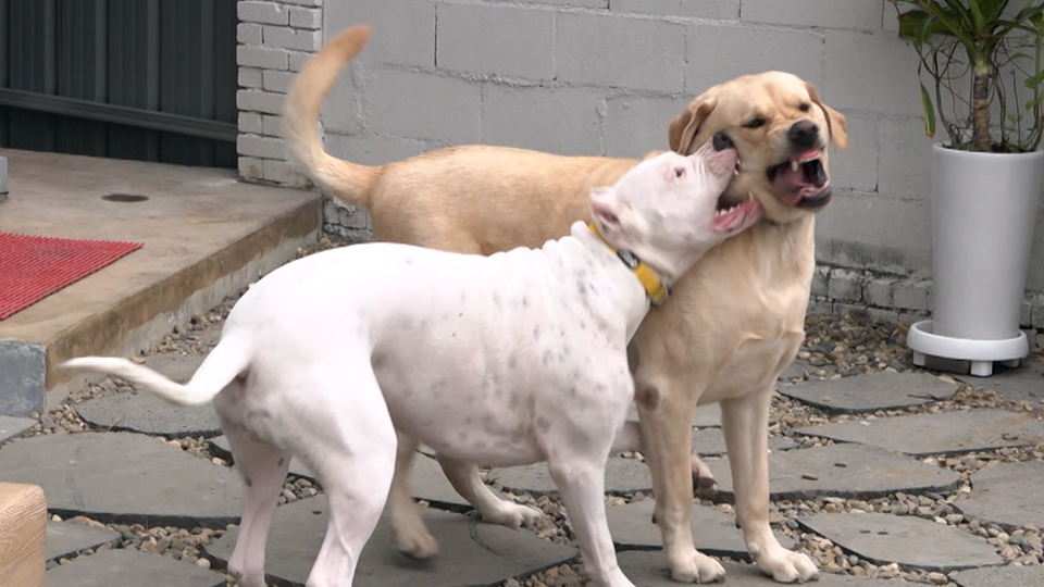 개는 훌륭하다 도고 아르헨티노 러키 생방송 다시보기