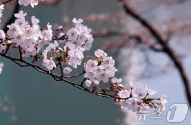 벚꽃 만개시기 관련 사진