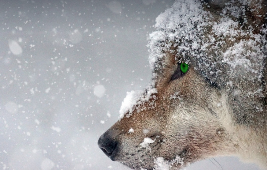 <a href="https://pixabay.com/ko//?utm_source=link-attribution&utm_medium=referral&utm_campaign=image&utm_content=2043464">Pixabay</a>로부터 입수된 <a href="https://pixabay.com/ko/users/schäferle-3372715/?utm_source=link-attribution&utm_medium=referral&utm_campaign=image&utm_content=2043464">Elias</a>님의 이미지 입니다.