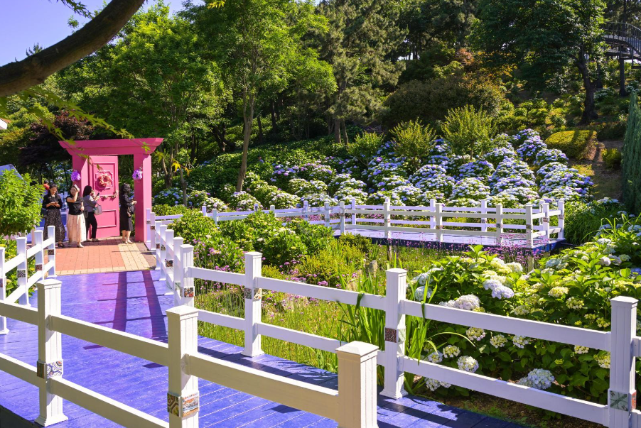 장생포 오색 수국정원, 겹벚꽃 부터 서부해당화, 철쭉, 라벤더까지!
