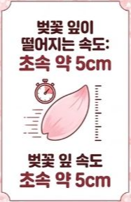 벚꽃상식