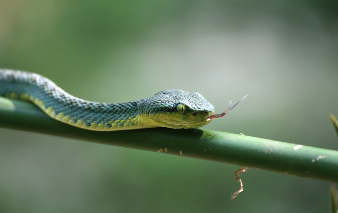 snake