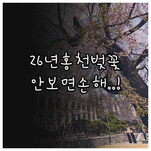 2026년 홍천 벚꽃 만개 시기와 장..