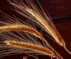 보리 효능 콜레스테롤 수치 개선