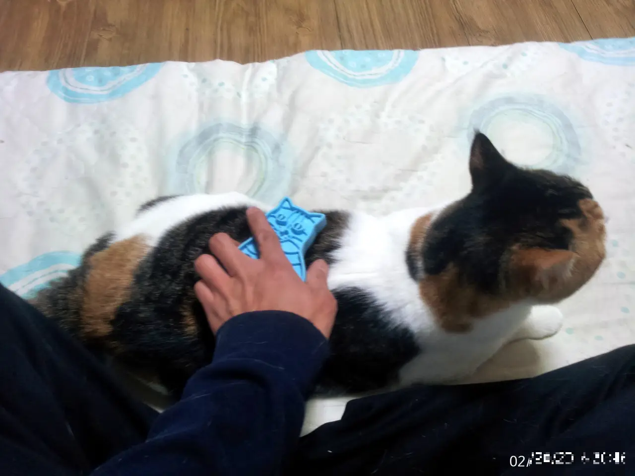 3. 고양이 빗질하기
