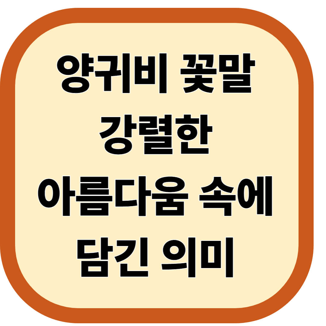 양귀비 꽃말