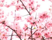 대구-벚꽃-개화시기-3