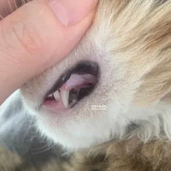 고양이치주염 증상 진단 치료 및 예방법_12