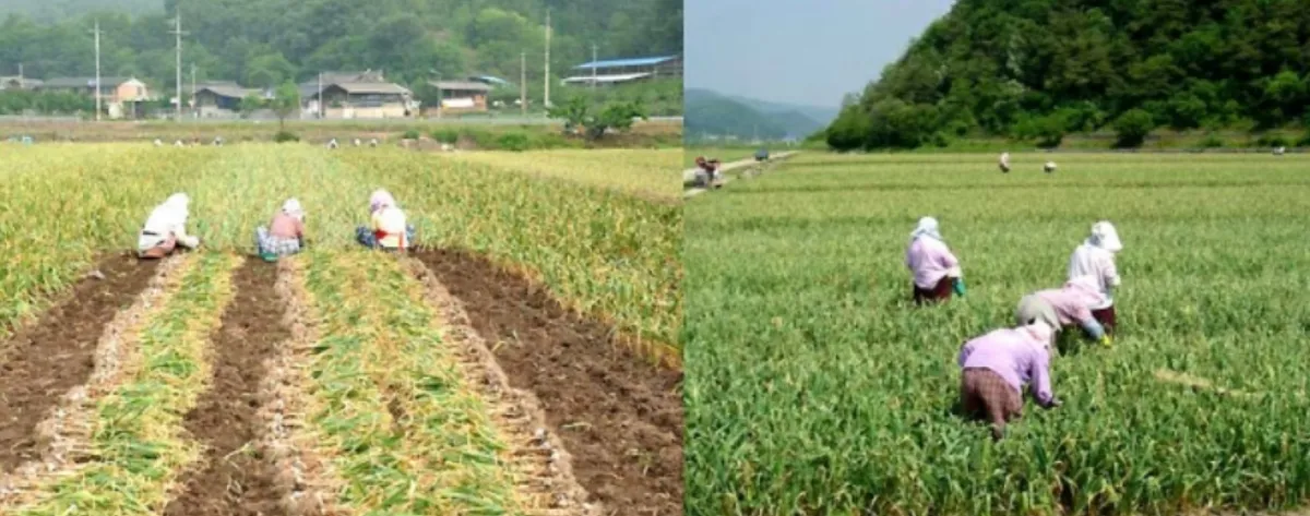 의성 한지형 마늘