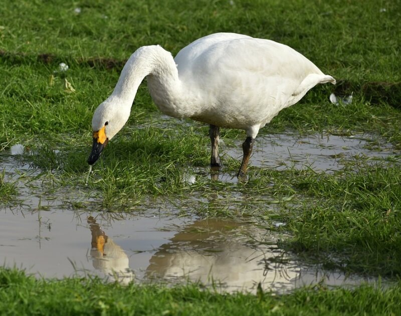 물 웅덩이에서 먹이 활동 중인 거위 한 마리 사진